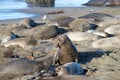 Male elephant seal getting ready to try and mate with a female Royalty Free Stock Photo